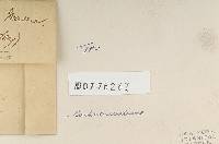 Aphelaria dendroides image