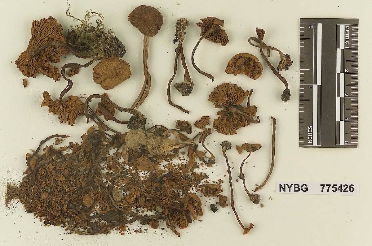 Naucoria washingtonensis image