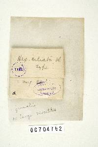 Trichaptum byssogenum image