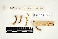 Lentinus graminicola image