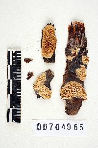 Antrodia heteromorpha image