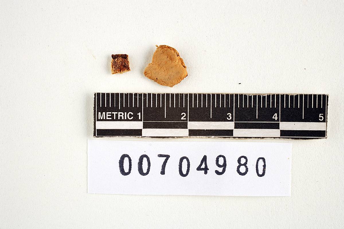 Coriolus pallidofulvellus image