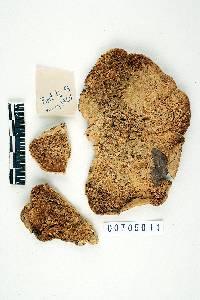 Thumbnail image of current specimen