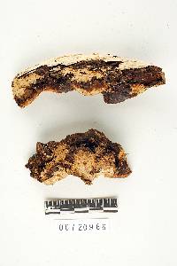 Earliella scabrosa image