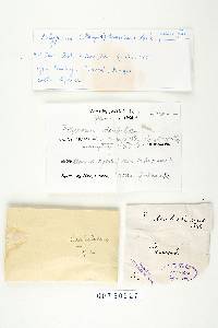 Polyporus dictyopus image