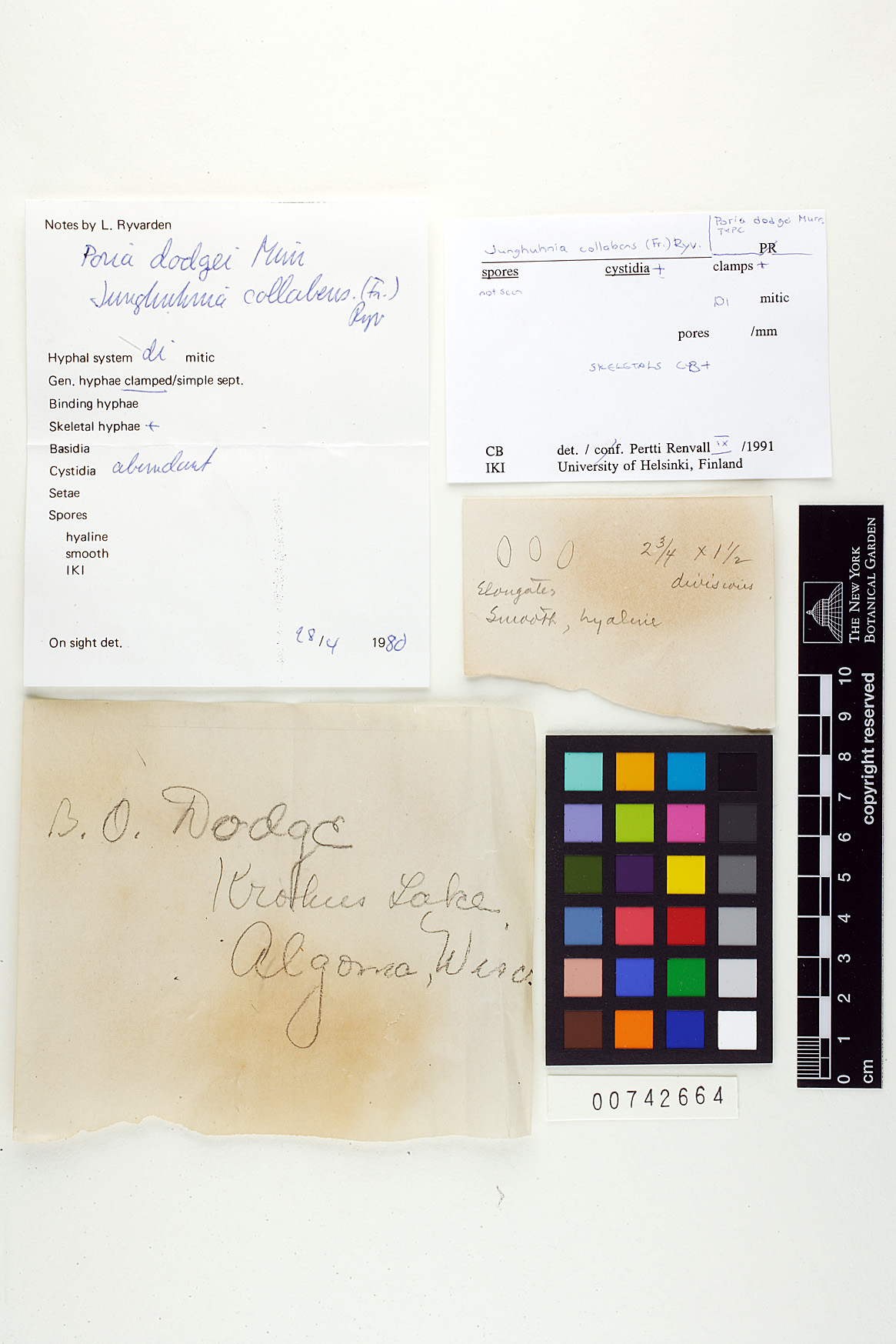 Junghuhnia collabens image