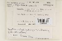 Media resource of Hymenochaete anomala