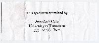 Media resource of Gymnopus menehune