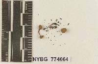 Omphalia luteola image