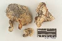 Hygrophorus subsordidus image