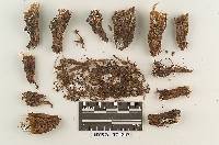 Lichenomphalia hudsoniana image