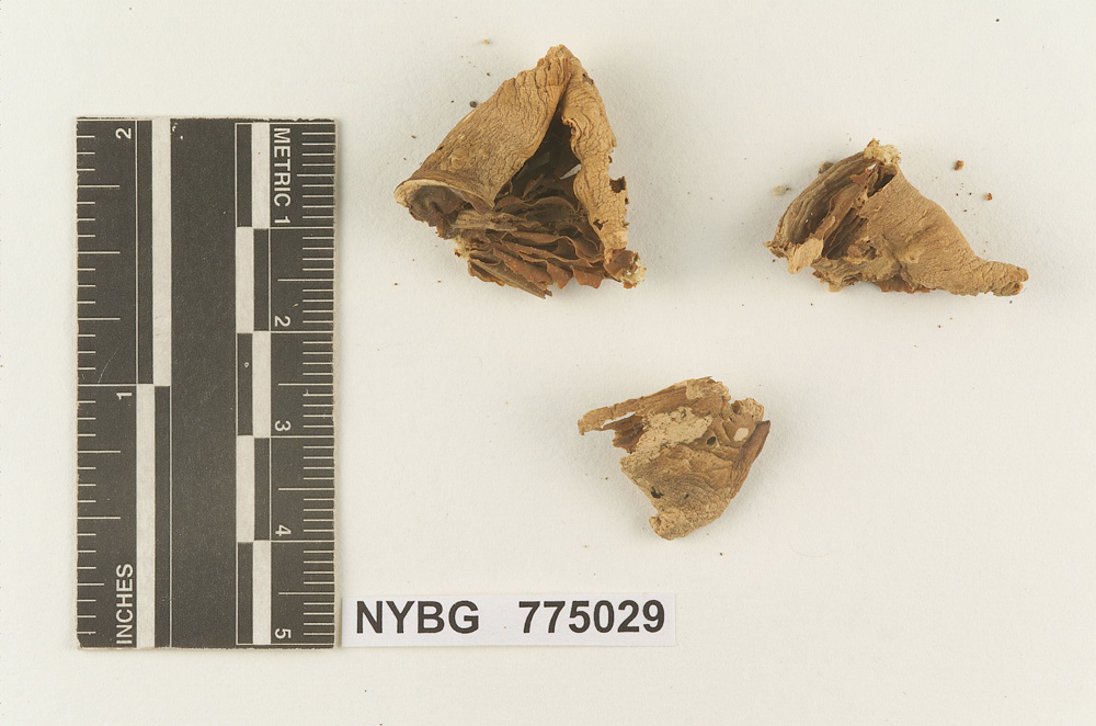 Melanoleuca sublurida image