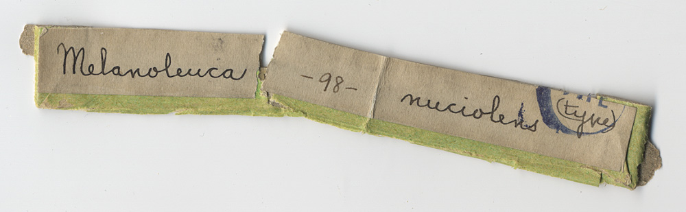 Melanoleuca nuciolens image