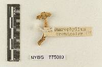 Hydrocybe cremicolor image