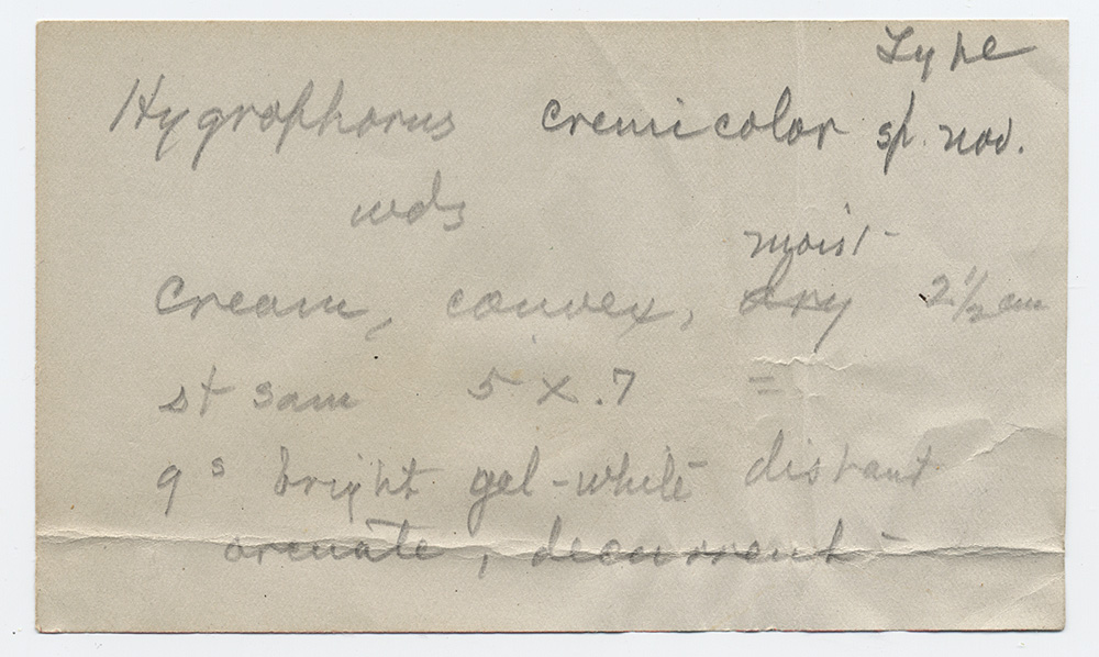 Hydrocybe cremicolor image