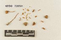 Media resource of Pluteus aurantiacus