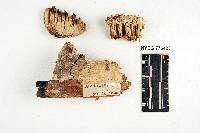 Antrodia juniperina image