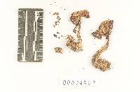 Rhodocollybia butyracea image