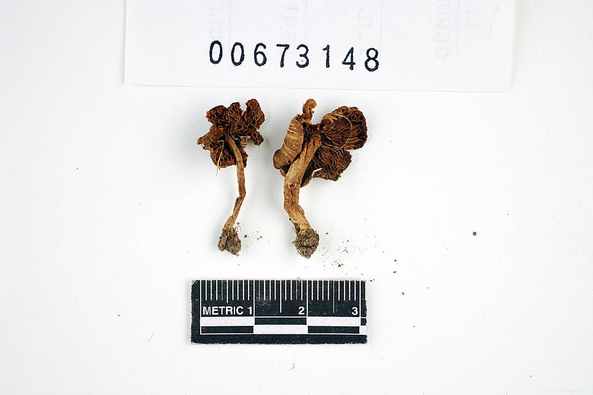 Inocybe neobrunnescens image