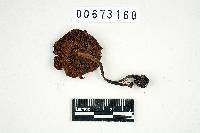 Thumbnail image of current specimen