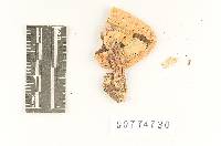 Thumbnail image of current specimen