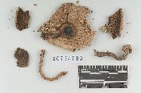 Agaricus pocillator image