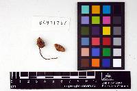 Nolanea fructufragrans image