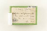 Collybia albogrisea image