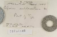 Coprinus subdomesticus image