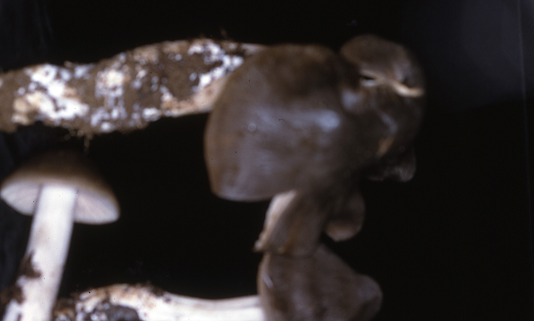 Entoloma subsaundersii image