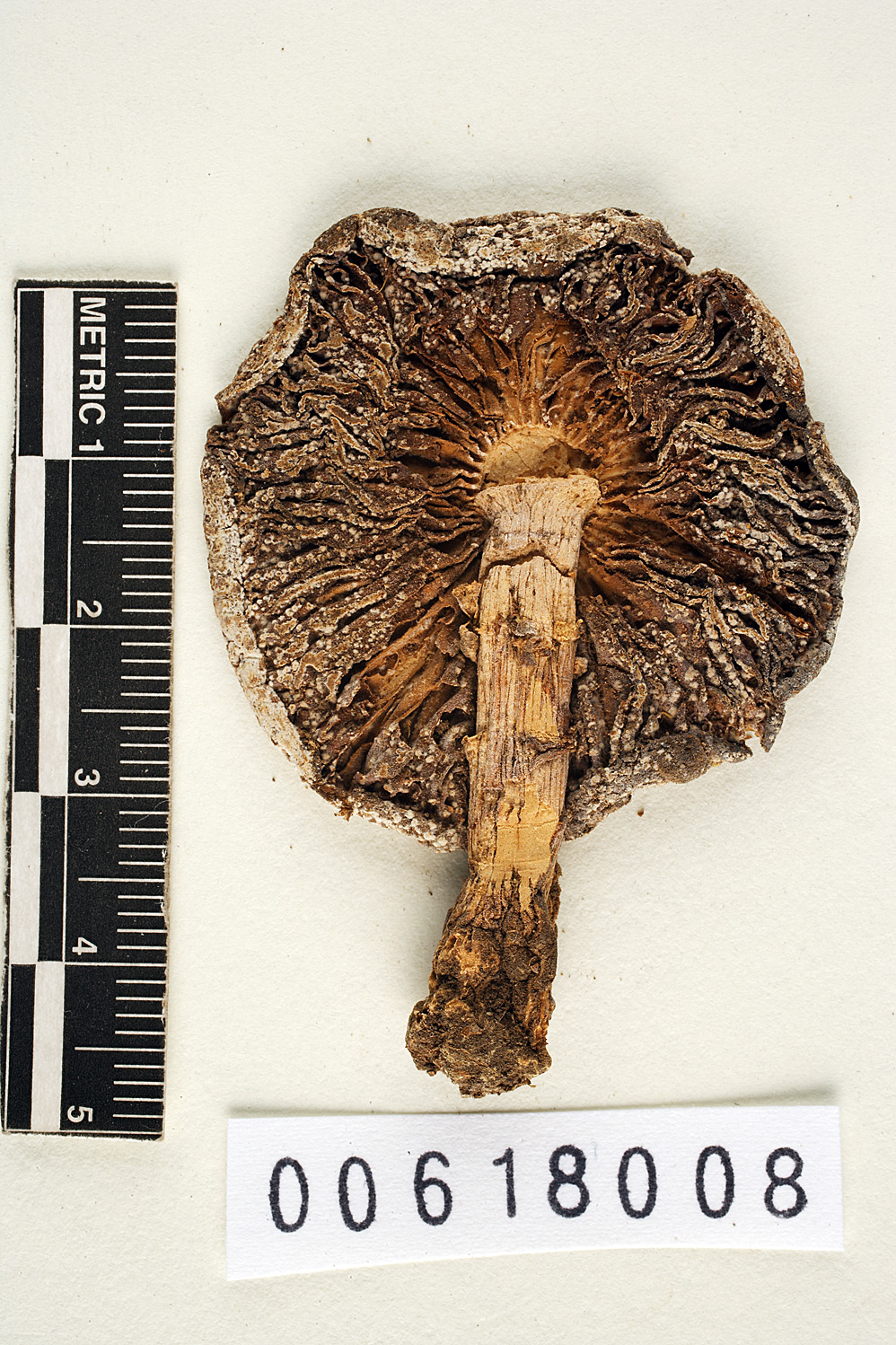 Amanita prairiicola image