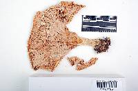 Lactarius aquizonatus image