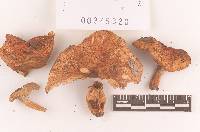 Russula subfoetens image