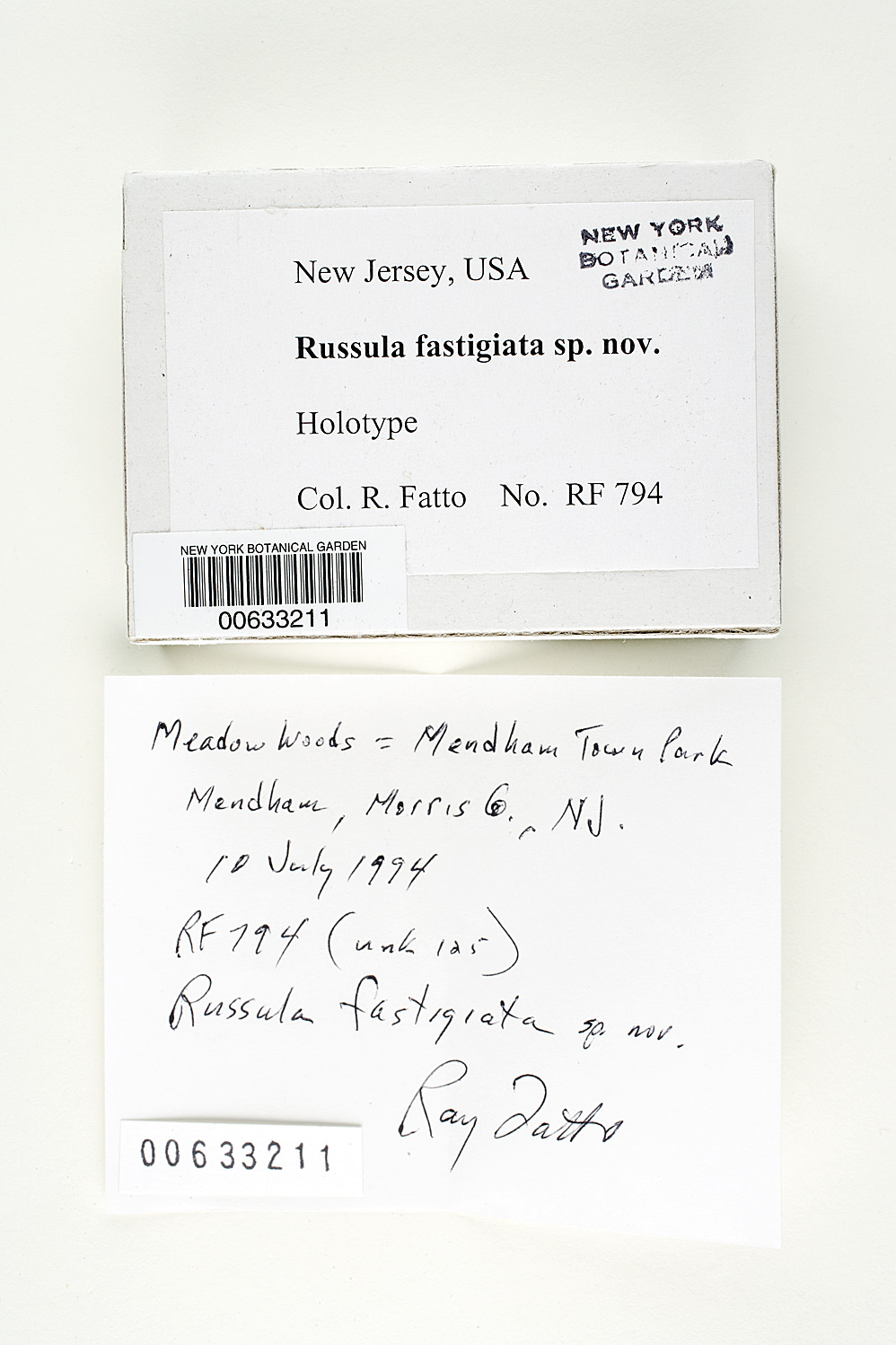 Russula fastigiata image