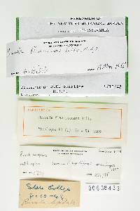 Russula flavisiccans image