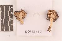 Thumbnail image of current specimen
