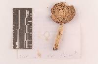 Russula velenovskyi image