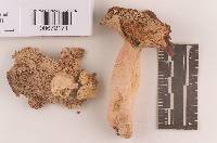 Russula subtenuiceps image