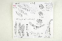 Thumbnail image of current specimen