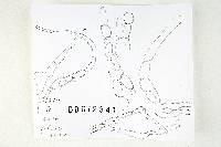 Thumbnail image of current specimen