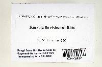 Russula flavisiccans image