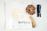 Thumbnail image of current specimen