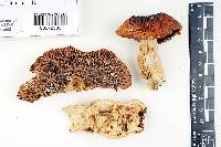 Russula mustelina image