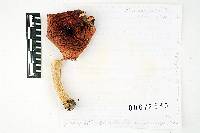 Thumbnail image of current specimen