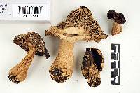 Russula xerampelina image