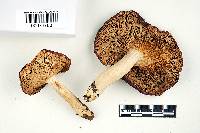 Russula romellii image