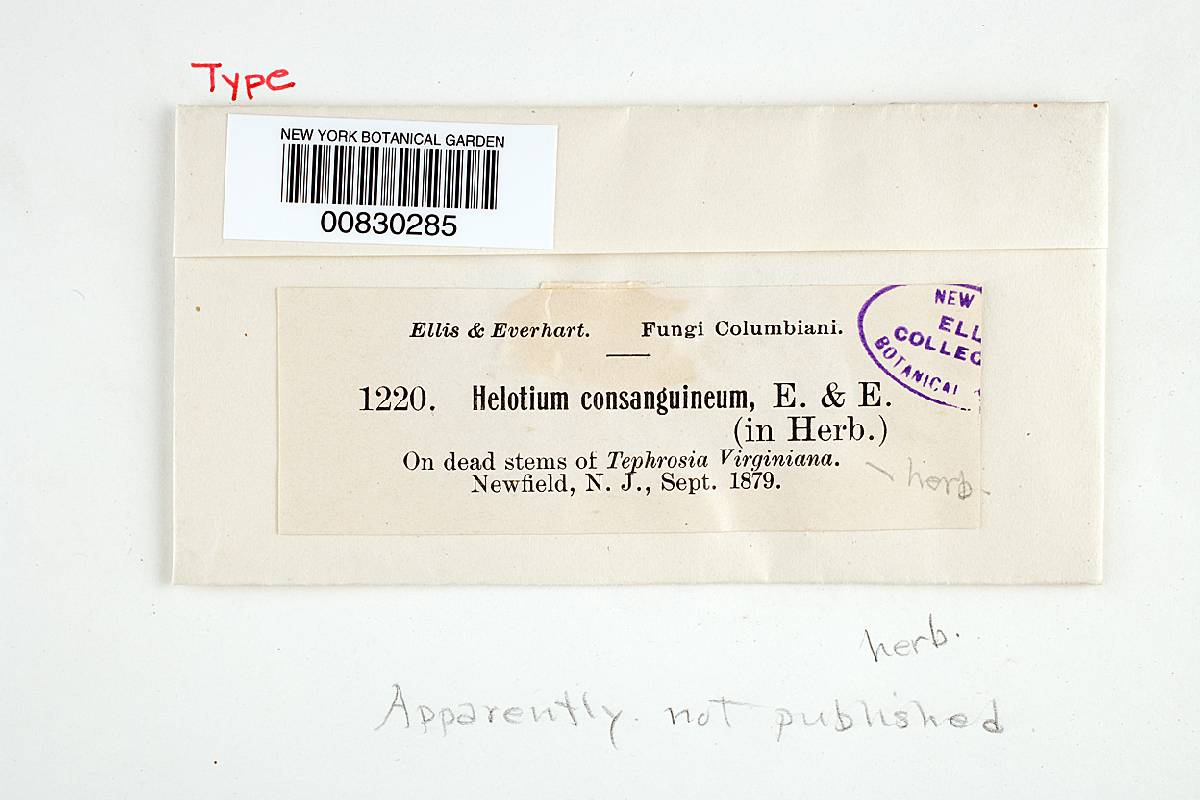 Helotium consanguineum image