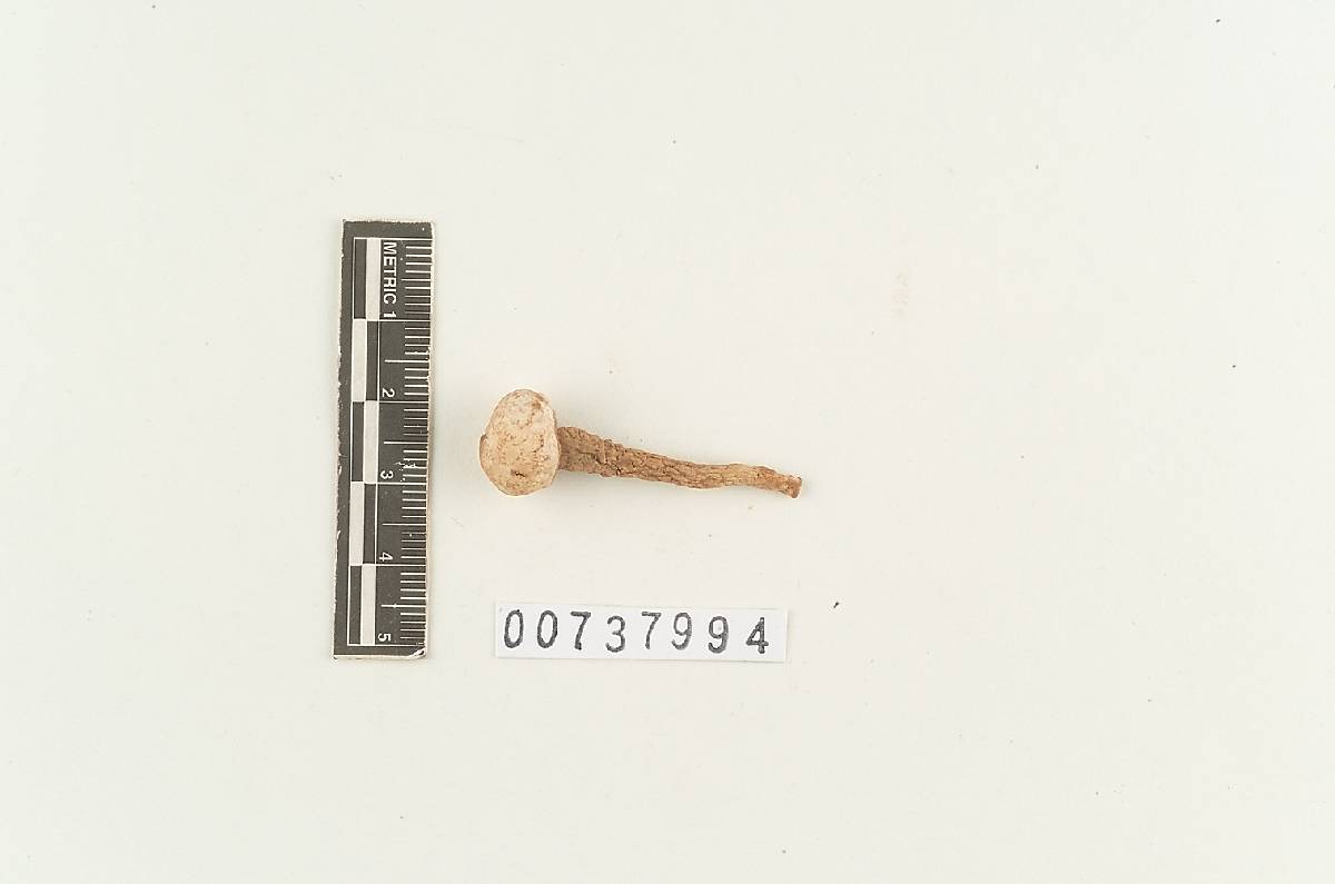 Tulostoma gracile image