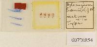Media resource of Melanogaster eisenii