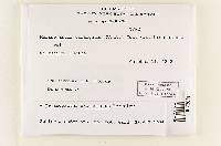 Melanogaster broomeanus image